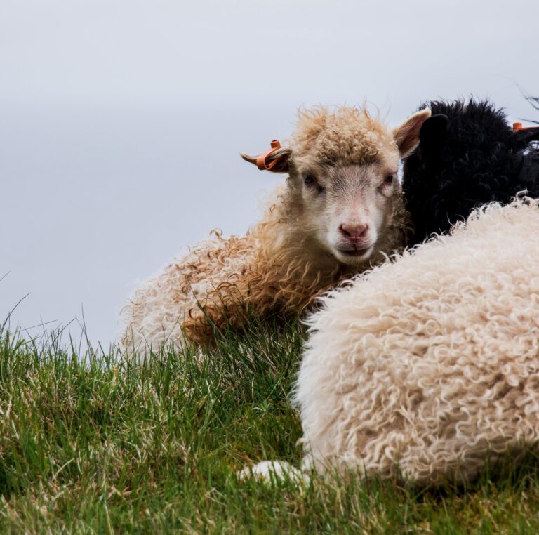Close-up of a fluffy sheep resting in the grassy fields of the Faroe Islands, showcasing rural life.