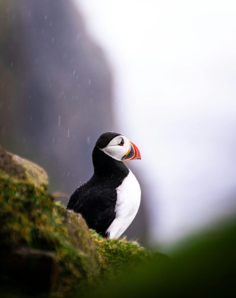 A close-up of an Atlantic puffin perched on the cliffs of Mykines, Faroe Islands.